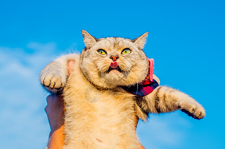 搞笑猫图片 搞笑猫素材 搞笑猫高清图片 摄图网图片下载