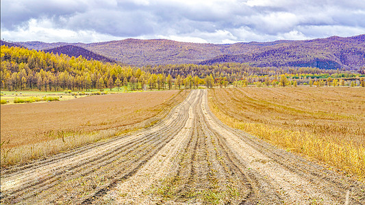 秋季收割后的草场背景图片