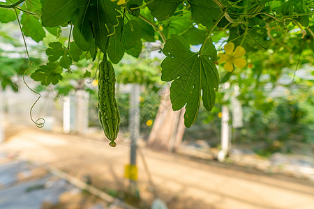 大棚里种植的苦瓜高清图片