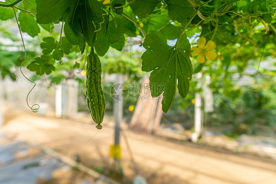 大棚里种植的苦瓜图片