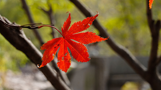 秋季自然风光红叶图片