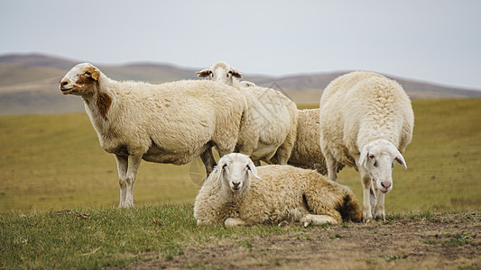 呼伦贝尔草原牧场的畜牧业发达图片