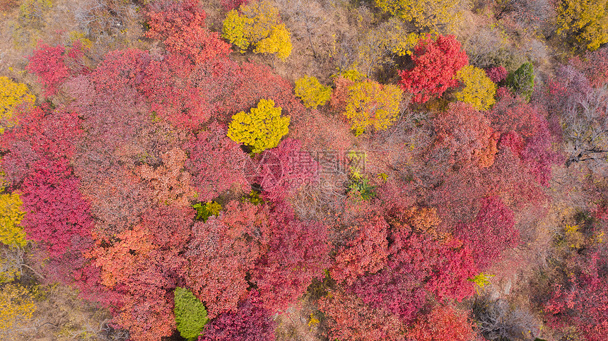 山间的红叶秋季风光图片