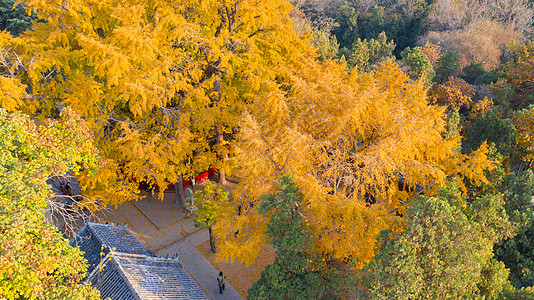 秋叶背景秋季的银杏及古建筑航拍背景