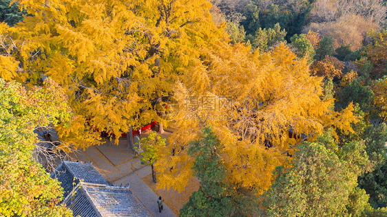 秋季的银杏及古建筑航拍图片