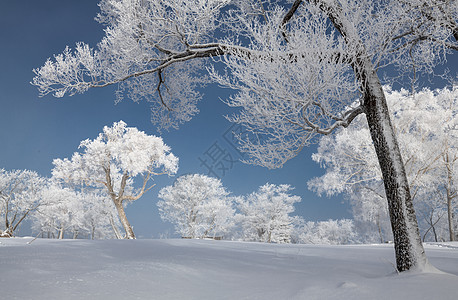 冬季深林雪景吉林亚龙湾群景区冬天雾凇树挂风景背景