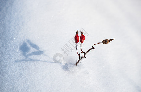 冬天冰面雪花素材图片