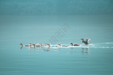 波光粼粼照片 波光粼粼背景 波光粼粼摄影图片下载 摄图网