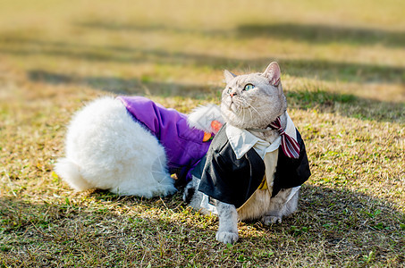 巨猫照片 巨猫背景 巨猫摄影图片下载 摄图网
