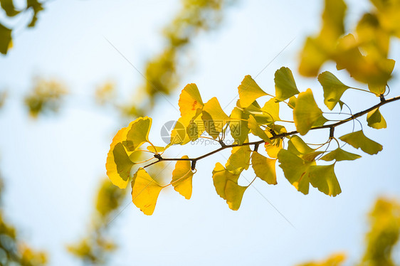 秋季变黄的银杏叶图片