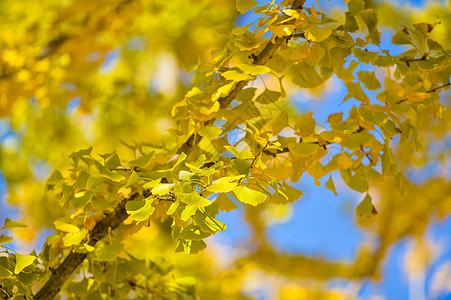 变黄的植物秋季变黄的银杏叶背景