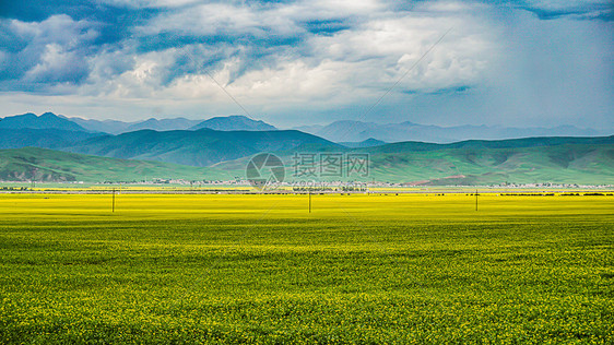 青海门源油菜花风光图片