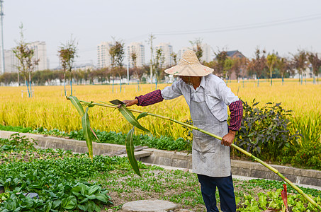 收割甜芦粟果蔬红甘蔗高清图片