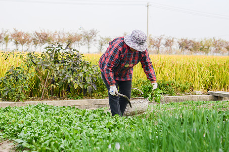 秋天上海农民割野菜荠菜背景