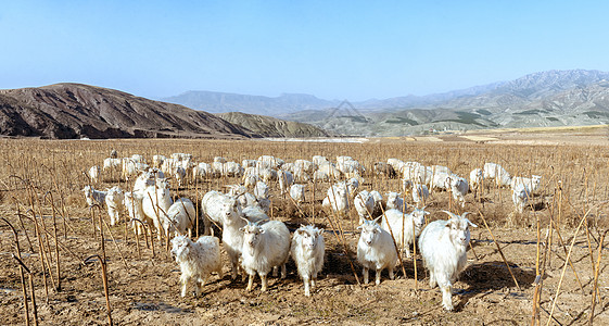 内蒙古冬季田埂羊群图片