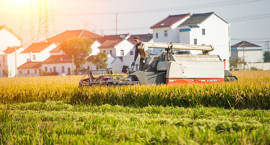 农民驾驶收割机收割水稻背景图片