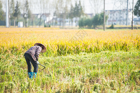稻田里收割稻谷的农民背景图片