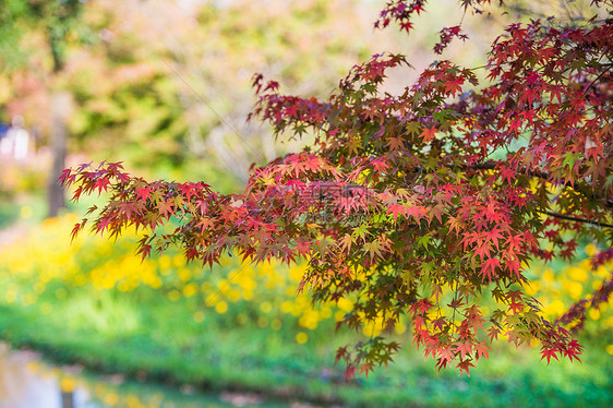 秋天五彩的枫叶图片