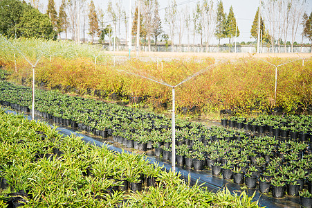 植物苗圃图片 植物苗圃素材 植物苗圃高清图片 摄图网图片下载 植物苗圃图片 植物苗圃素材 植物苗圃高清图片 摄图网图片下载