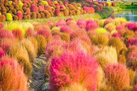 上海秋景公园里的彩色地肤背景