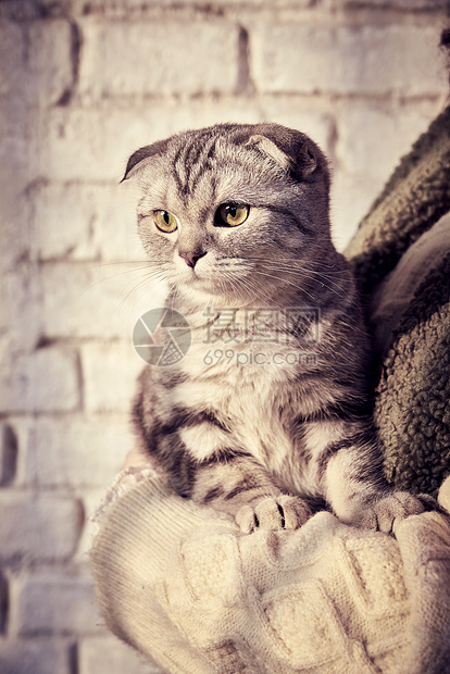 美短猫为什么出现折耳 宠圈