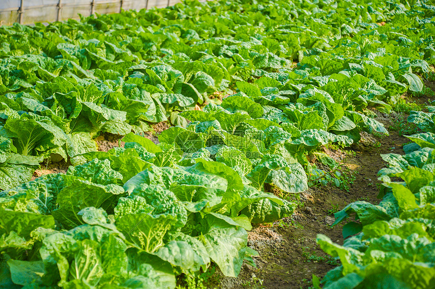 几种蔬菜无土种植