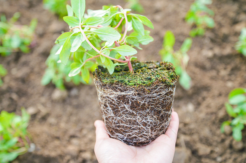 花圃里种植的盆栽高清图片下载 正版图片 摄图网