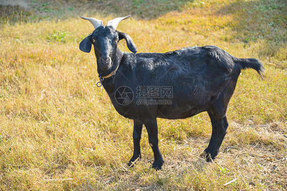 农场黑山羊图片