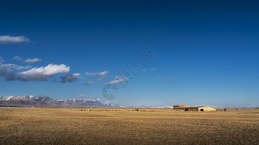 新疆特克斯草原新疆哈萨克族草原牧羊羊群背景