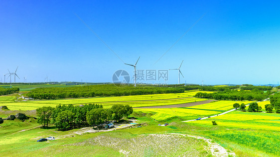 内蒙古武川县油菜花景观图片