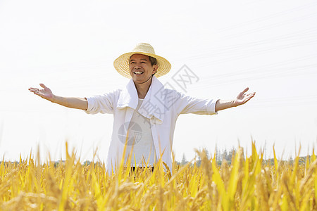 农民站在稻田里张开手图片