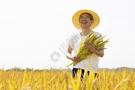 农民收获农民手里抓着一把稻子背景