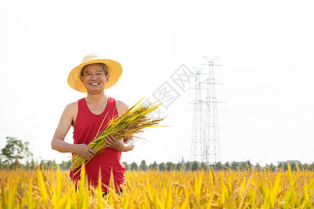 农民手里抓着一把稻子图片