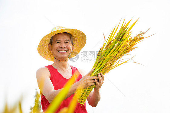 农民手里抓着一把稻子图片