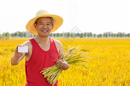 大米水稻农民手里抓着一把稻子背景