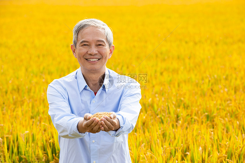 老农民站在稻田里手捧稻米图片