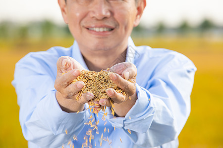 稻谷从指间滑出特写图片