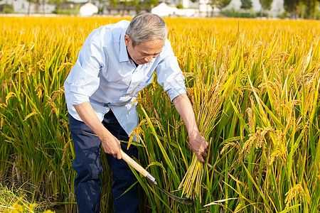 田地农民用镰刀收割一把稻子背景