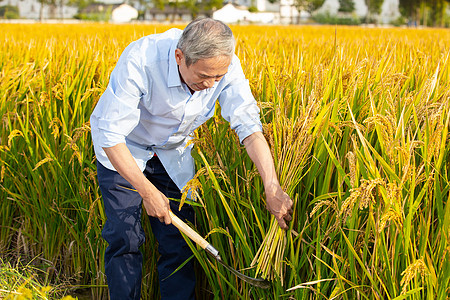 农民用镰刀收割一把稻子图片