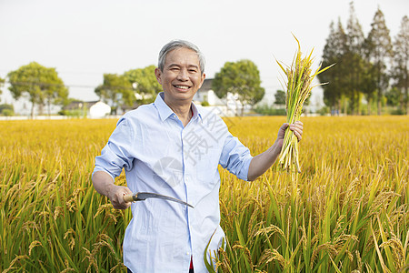 农民用镰刀收割一把稻子图片