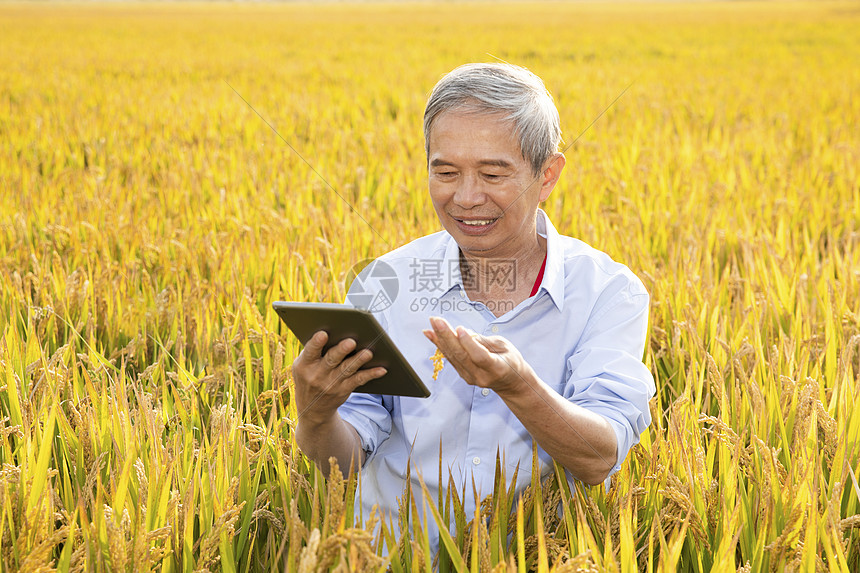 农民用平板电脑对照稻谷长势图片