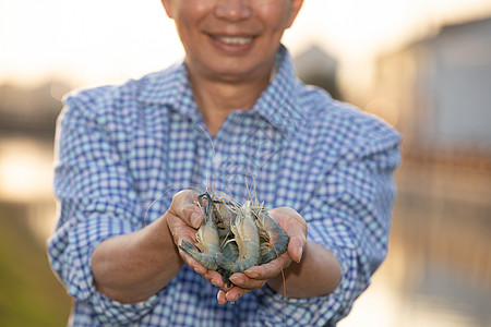 农家对虾渔夫手上鲜活的大虾背景
