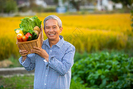 收获土豆农民农民肩膀扛着一篮子蔬菜背景