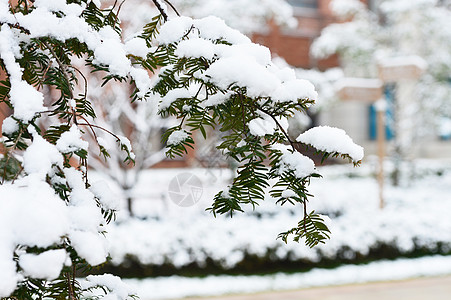 雪后植物树枝上的积雪背景