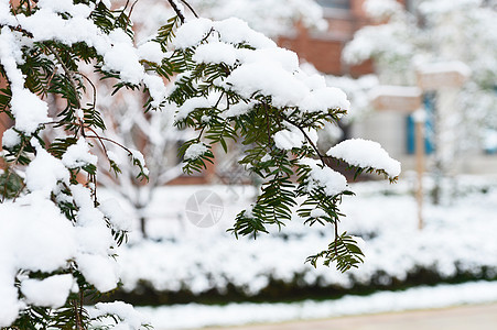 树枝上的积雪图片