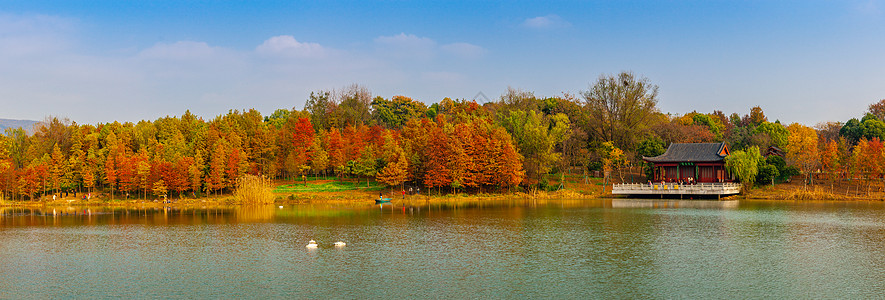 落羽杉南京燕雀湖秋色全景背景