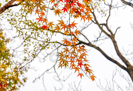 南京中山植物园红枫图片