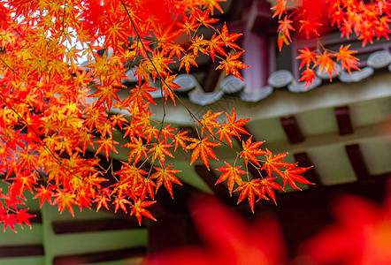 五彩风景南京中山植物园红枫背景