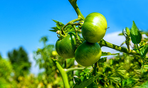 内蒙古西红柿种植基地背景图片
