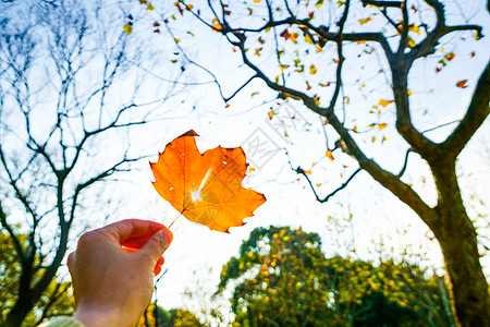 秋天的树叶一片枯叶贴纸高清图片